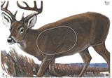 @NFAA GROUP 1 DEER TARGET FACE 28"x40"